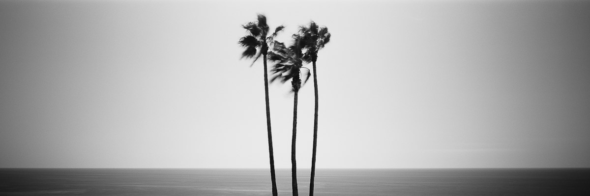 Three Palms